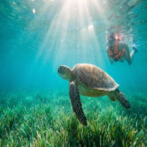 Tartaruga marinha verde nadando em água turquesa em Akumal